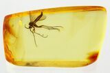 Detailed Fossil Fungus Gnat (Mycetophilidae) In Baltic Amber #346663-1
